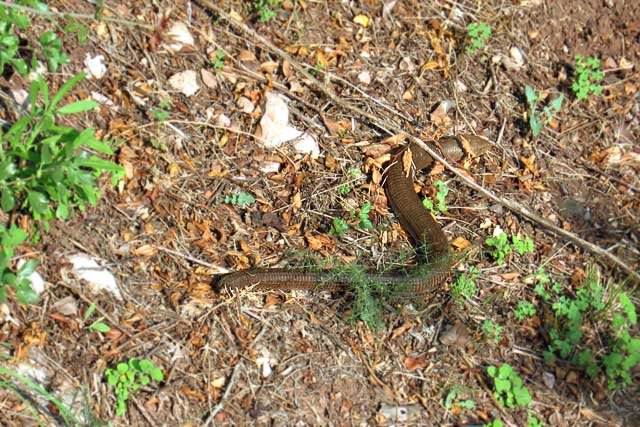 Ophisaurus apodus, blavor