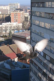 Columba livia domestica, sivi golub