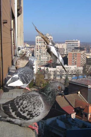 Columba livia domestica, sivi golub