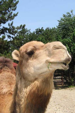 jednogrba kamila camelus dromedarius