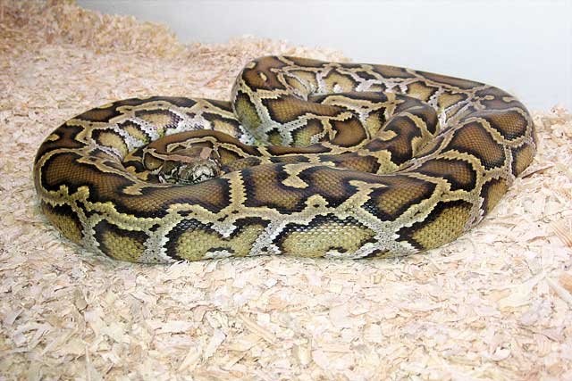 Python molurus, burmanski piton