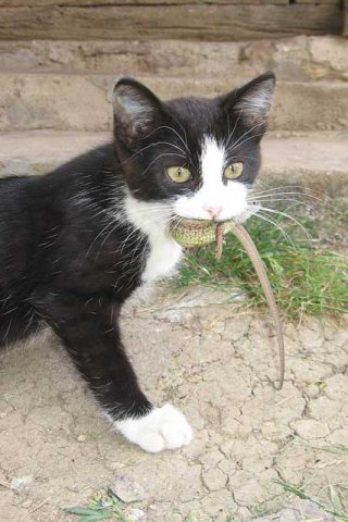 Felis catus, domaća mačka, domestic cat, lovac, hunter