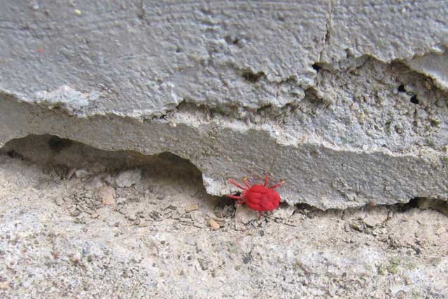 Tetranychus urticae, crveni pauk, grinja / red spider mite