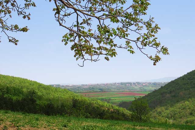 Proleće u Šumadiji, prolećno zelenilo, Donje Grbice