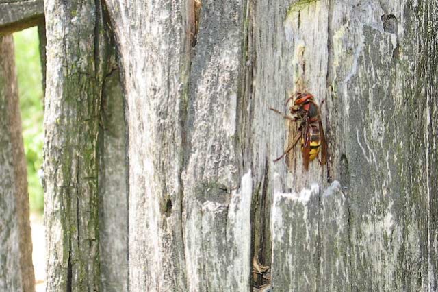 vespa crabro