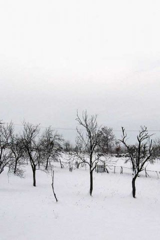 priroda Srbije, Šumadija, Donje Grbice, zima, sneg