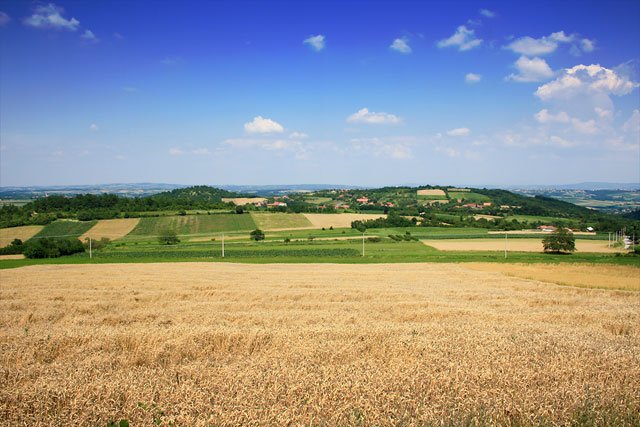 pšenica, žito, žitno polje, leto, žetva
